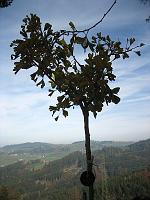  31. Oktober 2009 - bald wird der Baum seine Blätter verlieren